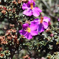 Osbeckia lanata Alston